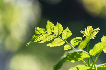 Téléchargez les photos : Branche d'un jeune frêne commun dans la forêt printanière - en image libre de droit