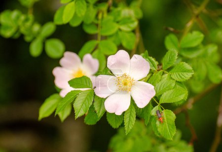 Wild rose Rosa canina blooms in the Carpathians