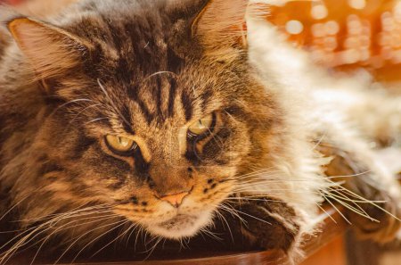 Portrait of a Maine Coon marbled color