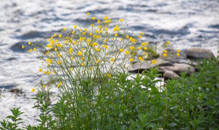Blooming buttercup flowers near a mountain river