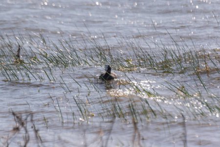 Fulica atra swimming in the lake