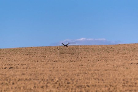 Raven flies over a plowed field