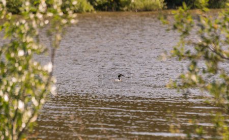 Great crested grebe floating in the lake