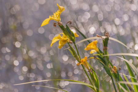 Iris pseudacorus dans le lac printanier