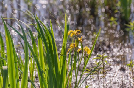 Iris pseudacorus en el lago de primavera