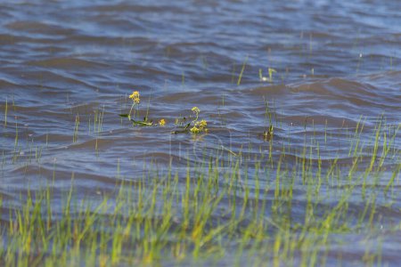 Rorippa amphibie dans le lac de printemps
