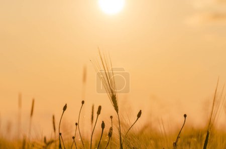 Campo de cebada en los rayos del sol poniente
