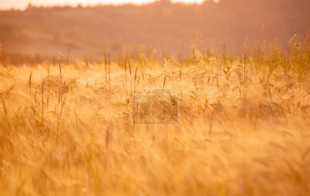 Barley field in the rays of the setting sun