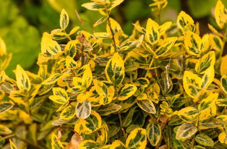 Euonymus fortunei gold in spring