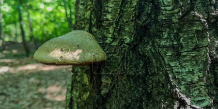 Photo for Chaga mushroom growing on a tree - Royalty Free Image