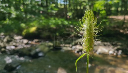 Phyteuma spicatum on the bank of a mountain stream