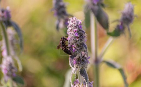 A rare Xylocopa violacea collecting nectar on Stachys germanica