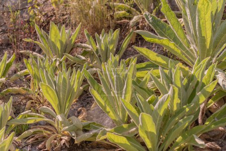 Verbascum thapsus in a mountainous area