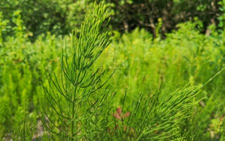 Medicinal plant Horsetail Equisetum telmateia in a mountain forest