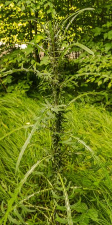 Cirsium palustre en el bosque de montaña