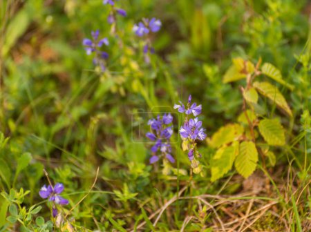 Polygala vulgaris L florece en un bosque de montaña