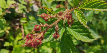 Rubus phoenicolasius im Bergwald