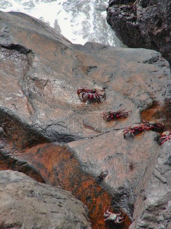 Grapsus adscensionis crabes dans les roches de l'île de Tenerife