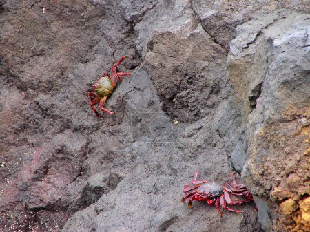 Grapsus adscensionis crabes dans les roches de l'île de Tenerife