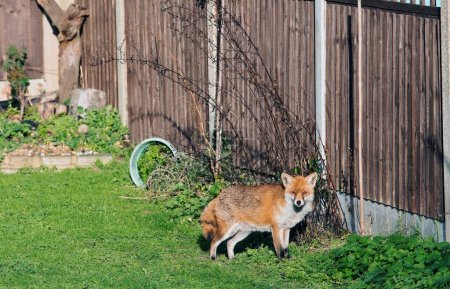 Foto de Foxes regularly enter gardens and sun themselves in Thurrock, even in January!  This is largely because some locals like them and feed them. - Imagen libre de derechos