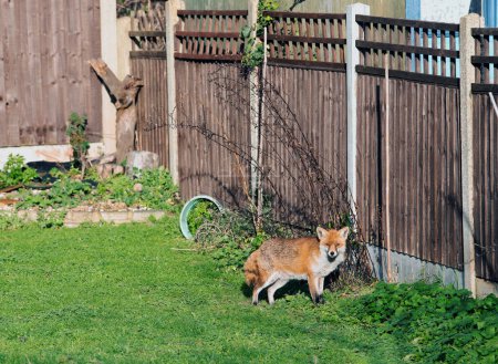 Foto de Foxes regularly enter gardens and sun themselves in Thurrock, even in January!  This is largely because some locals like them and feed them. - Imagen libre de derechos
