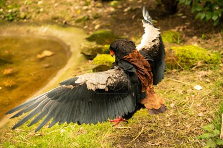 The Bateleur is an endangered member of the serpent eagle group known as Circaetinae and can be found in Sub-Saharan Africa.