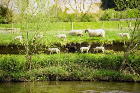 Capturing a pastoral idyllic landscape by water, in early summer, in Tutbury, Derbyshire, England.