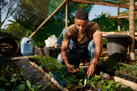 Téléchargez les photos : Jeune homme noir portant tablier accroupi tout en examinant la feuille de la plante en pépinière - en image libre de droit