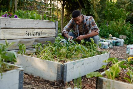 Foto de Joven hombre negro vistiendo camisa a cuadros agachándose mientras cultiva un huerto en un vivero de plantas - Imagen libre de derechos