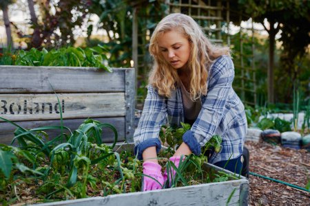 Foto de Young caucasian woman wearing checked shirt and garden gloves kneeling while gardening in plant nursery - Imagen libre de derechos