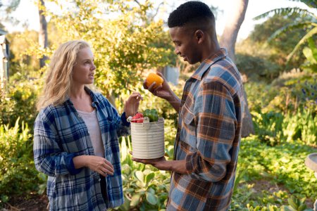 Téléchargez les photos : Young multiracial couple in checked shirts talking while holding pepper harvest in plant nursery - en image libre de droit