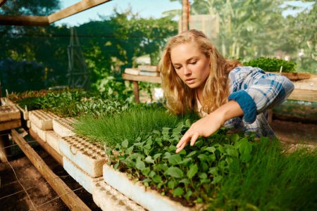 Téléchargez les photos : Young caucasian woman in checked shirt looking down and examining plants in seed trays at plant nursery - en image libre de droit