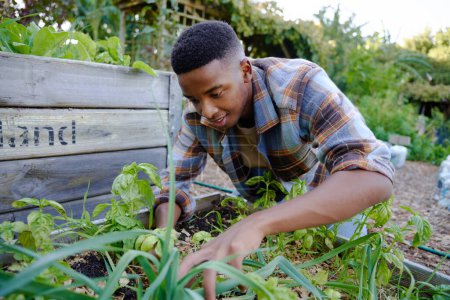Téléchargez les photos : Young black man in checked shirt smiling while looking down and examining plants in plant nursery - en image libre de droit