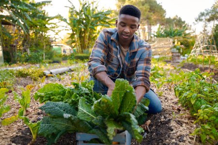 Photo for Young black man in checked shirt crouching while harvesting plants in vegetable garden at plant nursery - Royalty Free Image