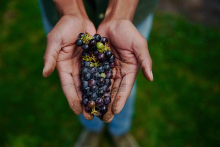 Foto de Farmer holding fresh grapes in hand. High quality photo - Imagen libre de derechos