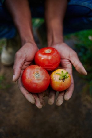 Foto de Farmer holding fresh tomatoes in hands. High quality photo - Imagen libre de derechos