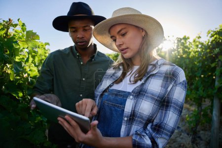 Téléchargez les photos : Jeune couple multiracial portant des vêtements décontractés pointant vers la tablette numérique à côté des plantes à la ferme - en image libre de droit