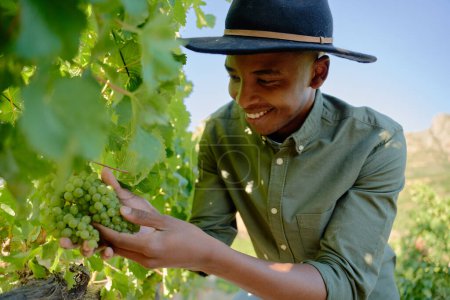 Photo for Happy young black man wearing casual clothing harvesting grapes from vines on farm - Royalty Free Image