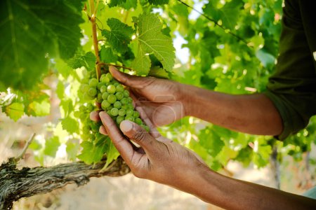 Foto de Primer plano del joven negro cosechando uvas de viñedos en la granja - Imagen libre de derechos
