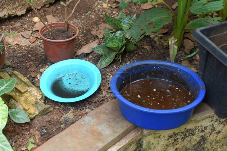 Foto de Tazón con agua estancada lugar de proliferación de la enfermedad de chikungunya dengue, malaria, virus de la zica - Imagen libre de derechos