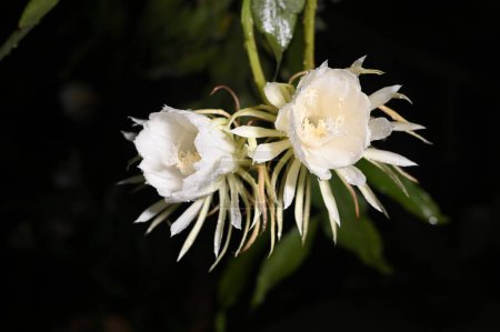 Photo for Night white flower lady of the night fragrant rose garden plant, natural botany Brahma Kamal Saussurea obvallata - Royalty Free Image