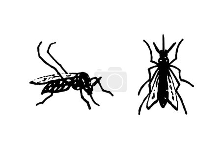 silhouette image vectorielle moustique Aedes aegypti, dengue, chikungunya, zika virus prolifération épidémie santé.