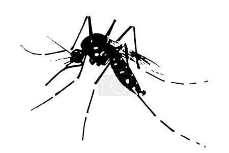 Foto de Silueta vector imagen mosquito Aedes aegypti, dengue, chikungunya, zika virus proliferación epidemia salud. - Imagen libre de derechos