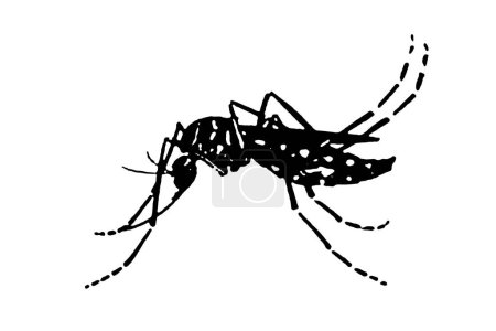 Foto de Silueta vector imagen mosquito Aedes aegypti, dengue, chikungunya, zika virus proliferación epidemia salud. - Imagen libre de derechos