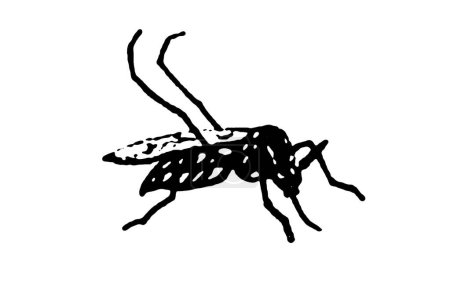 silhouette vector image image mosquito Aedes aegypti, dengue, chikungunya, zika virus proliferation epidemic health.