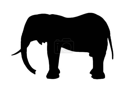 Photo for Elephant silhouette black and white vector image Animal portrait, beauty, body line art. For use as a brochure template or for use in web design - Royalty Free Image
