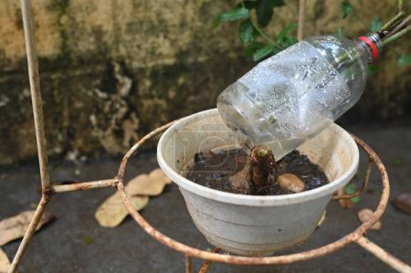 bol en plastique abandonné dans un vase avec de l'eau stagnante à l'intérieur. vue rapprochée. moustiques dans les aires de reproduction potentielles