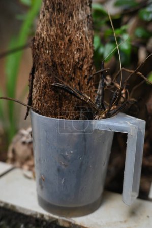 Foto de Abandonado en un jarrón estancado mosquitos de agua en la proliferación potencial de aedes aegypti mosquitos dengue chikungunya zika virus - Imagen libre de derechos
