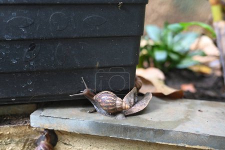 garden snails and slugs urban snails plant-eating animal.