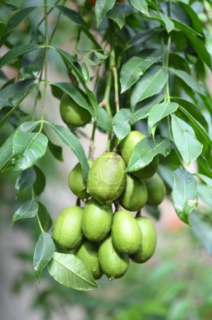caja mango fruta sabrosa hoja verde con rayas blancas hermoso jardín planta imagen naturaleza